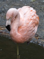 402-3863 Safari Park - Chilean Flamingo